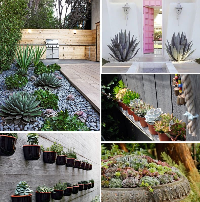 Decoración con suculentas para exteriores
